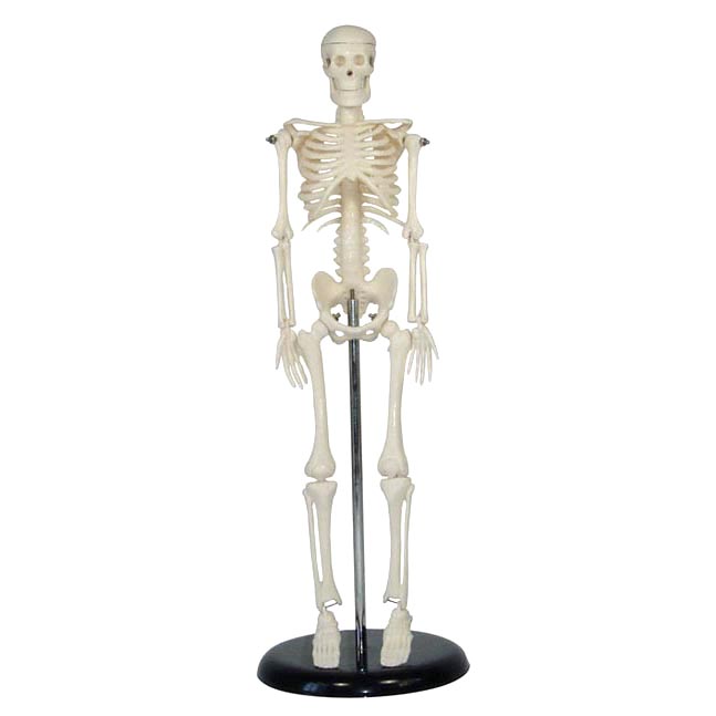 人體骨骼模型42CM.jpg