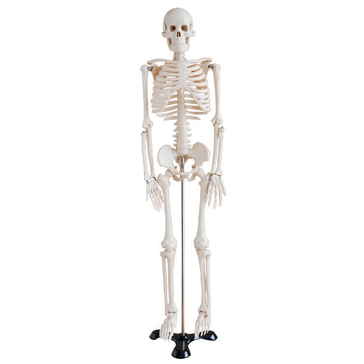 人體骨骼模型85cm.jpg