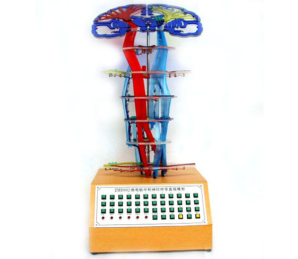 中樞神經(jīng)傳導(dǎo)電動(dòng)模型.jpg