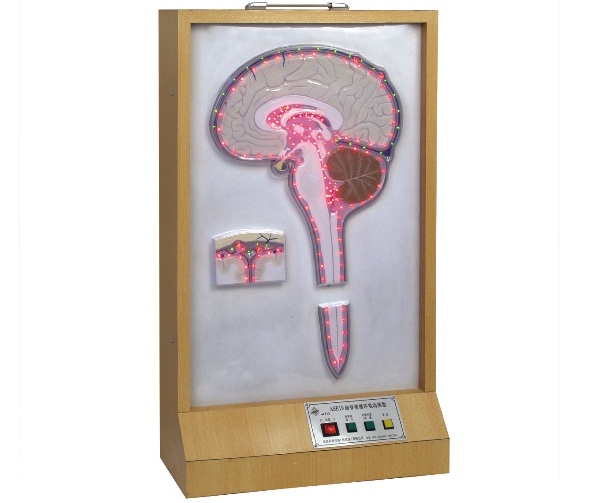 電動(dòng)腦脊液循環(huán)模型.jpg