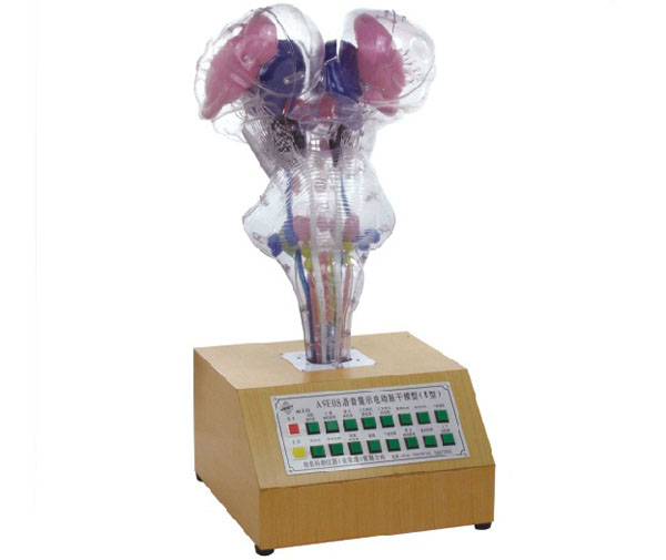 語音提示電動腦干模型.jpg