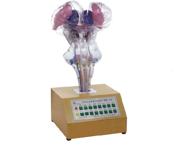 電動腦干模型.jpg